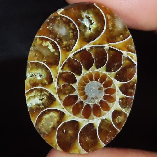 Natürlich ammonit fossil oval - natürlich,