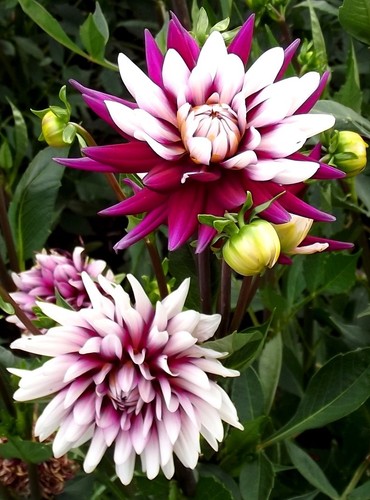 Dahlien - (◕‿◕)\@,