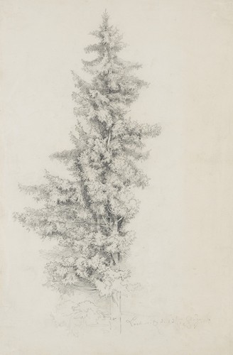 Richter tanne - l.,
