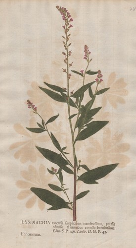 Lysimachia felberich - lysimachia,