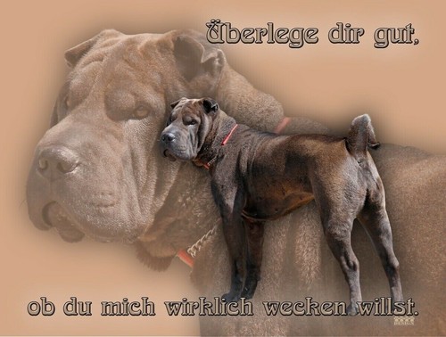 Shar pei faltenhund - shar-pei,