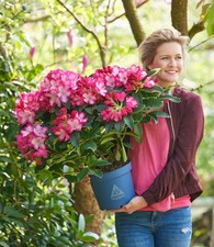 Rhododendron XXL®,1 Pflanze