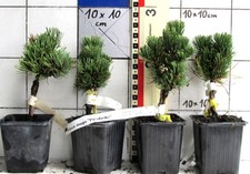 Pinus mugo   PICOBELLO  -   Zwerg-Kugelform der Latsche