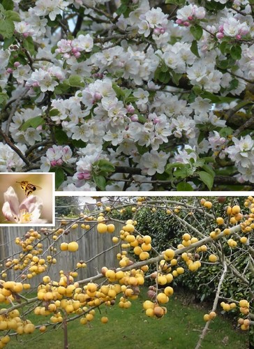 Apfelbaum stecklinge wildapfel - stecklinge,