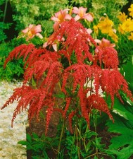 Astilbe thunbergii 'Rote Straußenfeder', rote Blüten, ca. 9x9 cm Topf