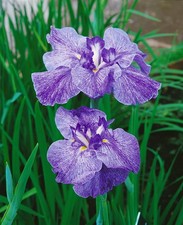 Iris ensata 'Amethyst'