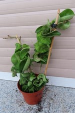 Hoya Wachsblume compacta