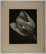 Gabelung, Blumenstudie, Maler