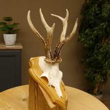 Rehgeweih abnormer Rehbock Reh