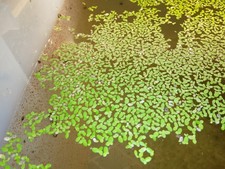 Wasserlinse (lemna minor)