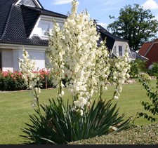 2x Palmlilie Yucca ca. 40 cm