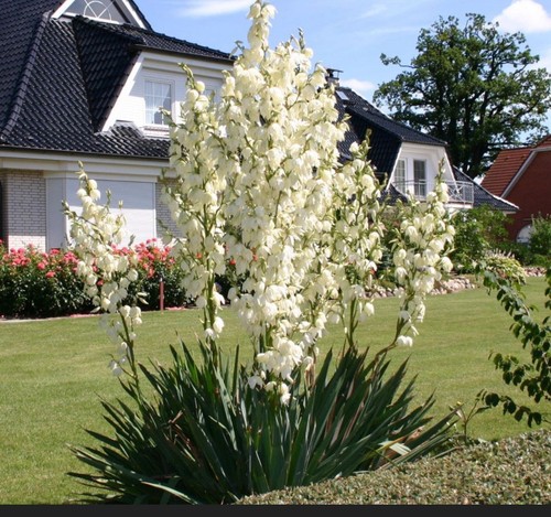 Palmlilie yucca 50 cm - x,