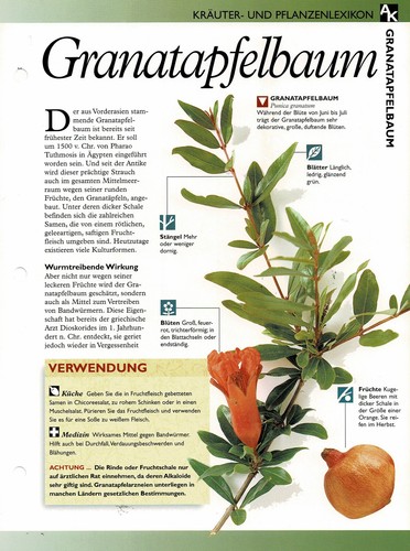 Granatapfelbaum - , /