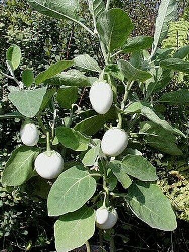 Samen eierbaum seltene - eierbaum,