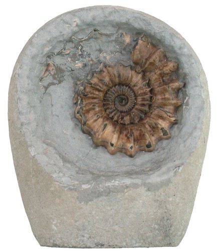 Lias oistoceras figulinum - ,