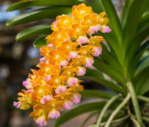 Orchideen - @, (◕‿◕)\@