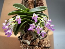 Schoenorchis fragrans No. 1