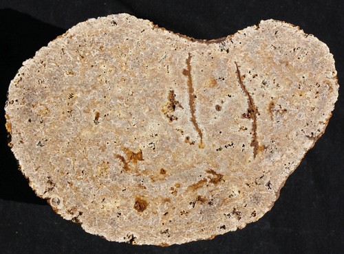 Versteinertes holz farn - holz, (farn