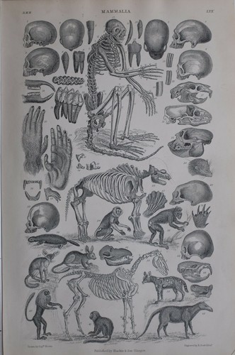 1877 druck säugetiere - druck,