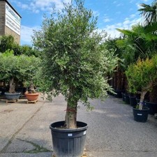 Olivenbaum Olea Europaea