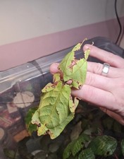 Wandelndes Blatt (Großes Wandelndes Blatt) Phyllium Giganteum 50 Eier