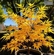 2 winterharter gelber Ahorn