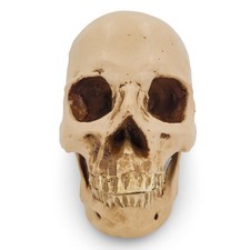 menschliches Schädel Modell