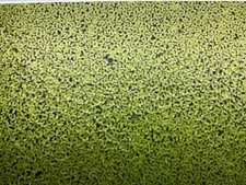 5 Portionen (Handvoll) Kleine Wasserlinsen / Lemma Minor