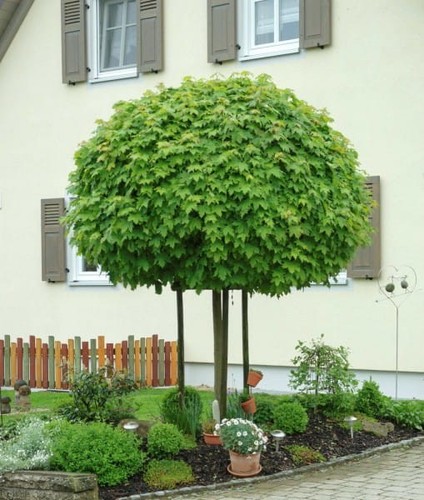 Kugel spitzahorn globosum - kugel-spitzahorn, 'globosum'