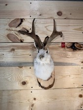 Authentic Jackalope Taxidermy