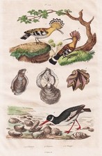 Austernfischer Wiedehopf