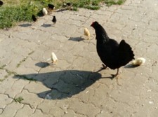 10 Stück gemischte Eier  (keine Bruteier )