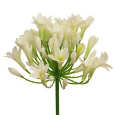 Kunstblume, künstlicher AGAPANTHUS ca 75cm Liebesblumen Lilie Schmucklilie CREME