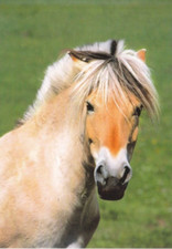 ****   Pferd  *  Horse   Postcard  ***   Fjordpferd   Postkarte  # 108