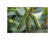10x Corylus avellana