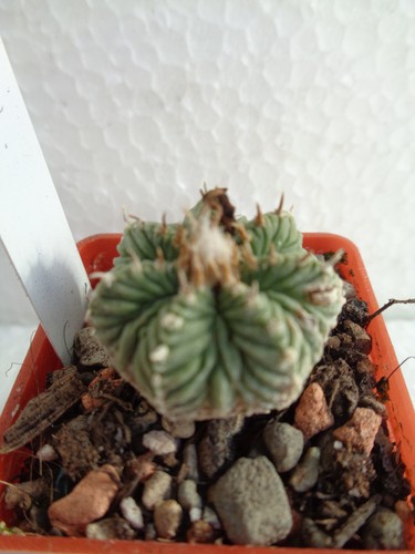 Aztekium ritteri über 5cm - aztekium,
