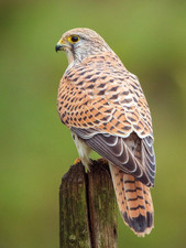 Wildlife zoo postkarte - wildlife, ***