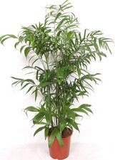 Bambuspalme 170 cm -