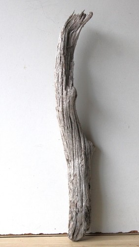 Treibholz schwemmholz - treibholz,