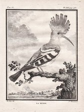 Huppe fasciée hoopoe - , bird