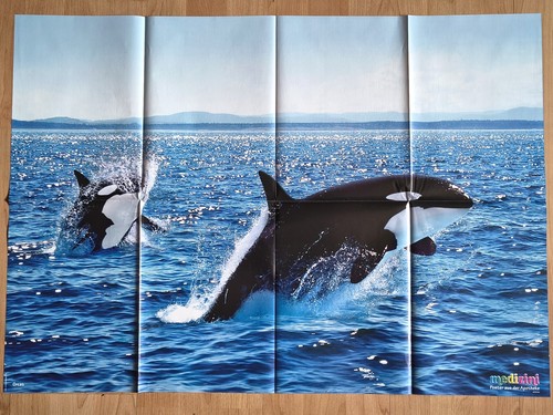 ✿RIESEN-Tier-Poster