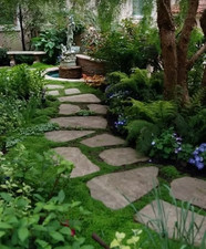 Sale2741 Dichondra Moos Steingarten Bodendecker 50 Samen Sukkulentensamen