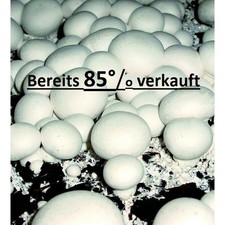 Champignon-Zuchtset Champignons zu Hause PILZZUCHT incl. Zuchtbox - mehr im Shop