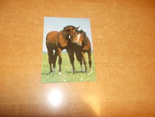 AK 2 OLDENBURGER / PFERDE /  NF