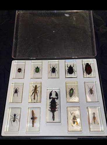 Insekten sammelset - insekten,