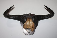 Gnu Streifengnu Schädel Kopf Deko