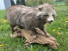 Präparat vom Marderhund  -