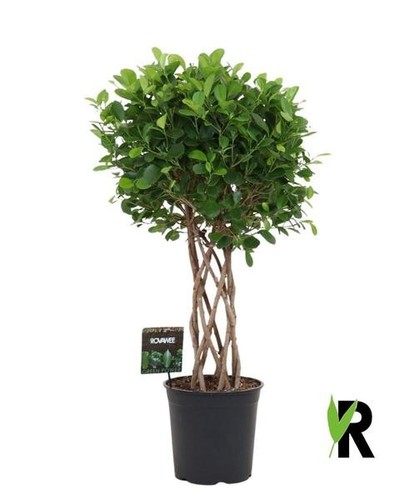 Ficus moclame geflochten 120cm - moclame,