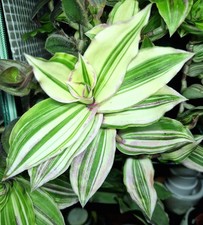 Callisia Congesta soconuscensis variegata 2 Stecklinge Tradescantia