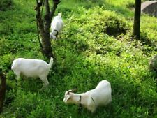 STRING Stringregal Modulsystem von Kajsa & Nils "Nisse" Strinning Sweden um 1960